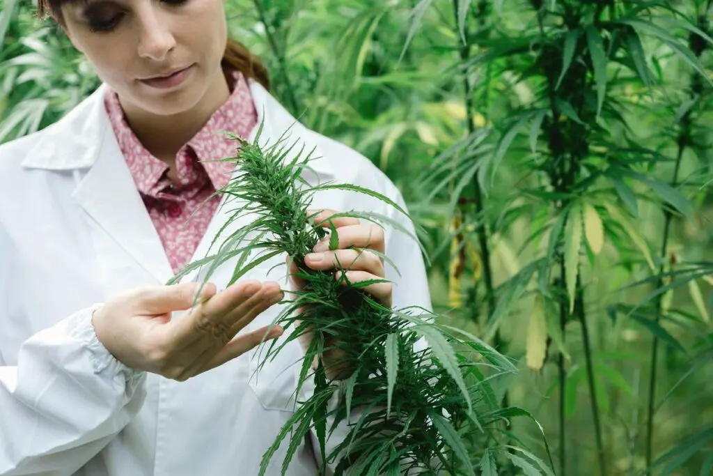 fm=f_Y86eWAJ Scientist examining hemp plant.